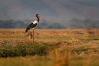 Cap sedlaty - Ephippiorhynchus senegalensis - Saddle-billed Stork o7200